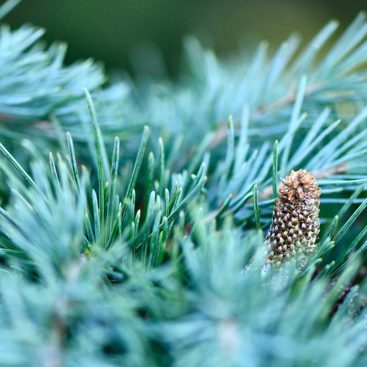 Cedro-do-líbano (Cedrus libani A. Rich.)