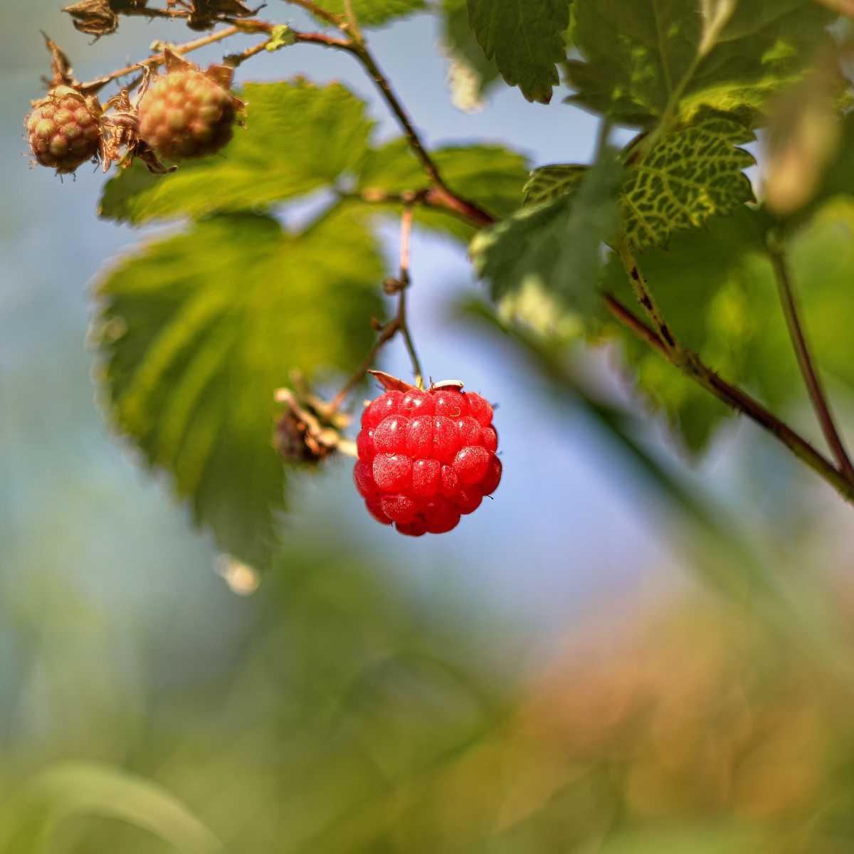 Framboeseira (Rubus idaeus L.)