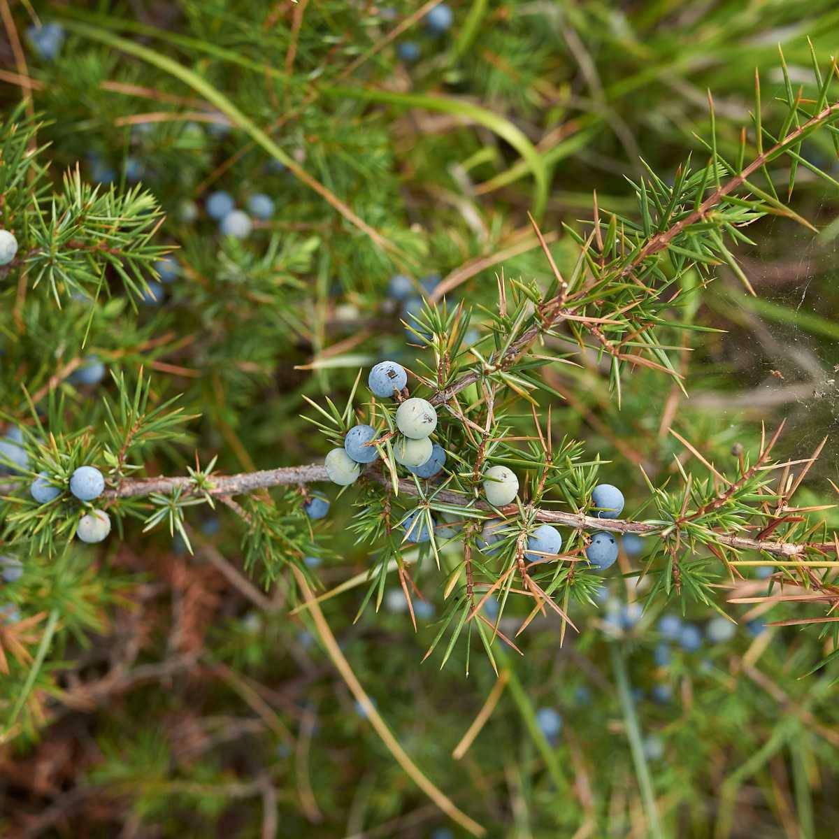 Zimbro (Juniperus communis)