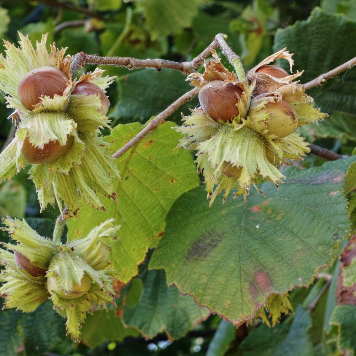 Aveleira (Corylus avellana L.)