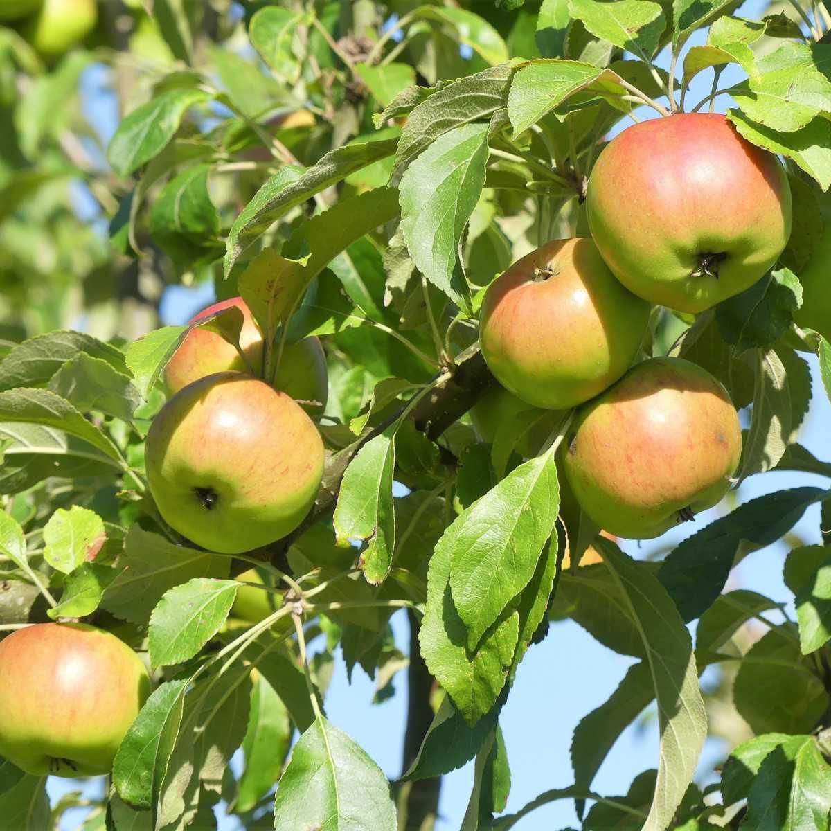 Macieira (Malus domestica Borkh)