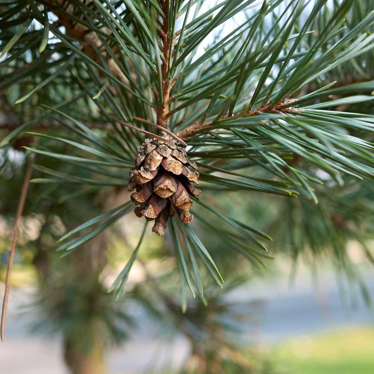 Pinheiro silvestre (Pinus sylvestris L.)