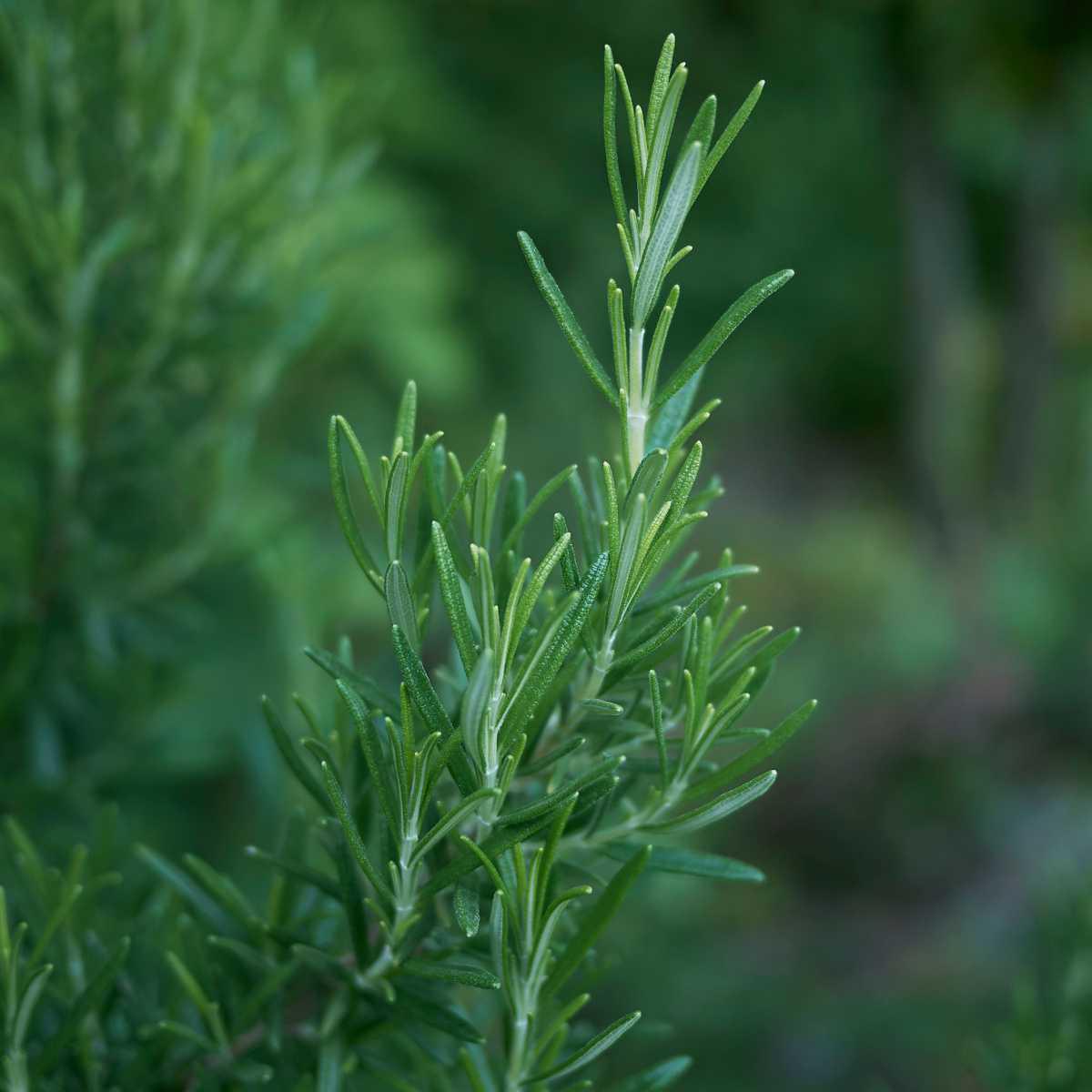 Alecrim (Rosmarinus officinalis L.)