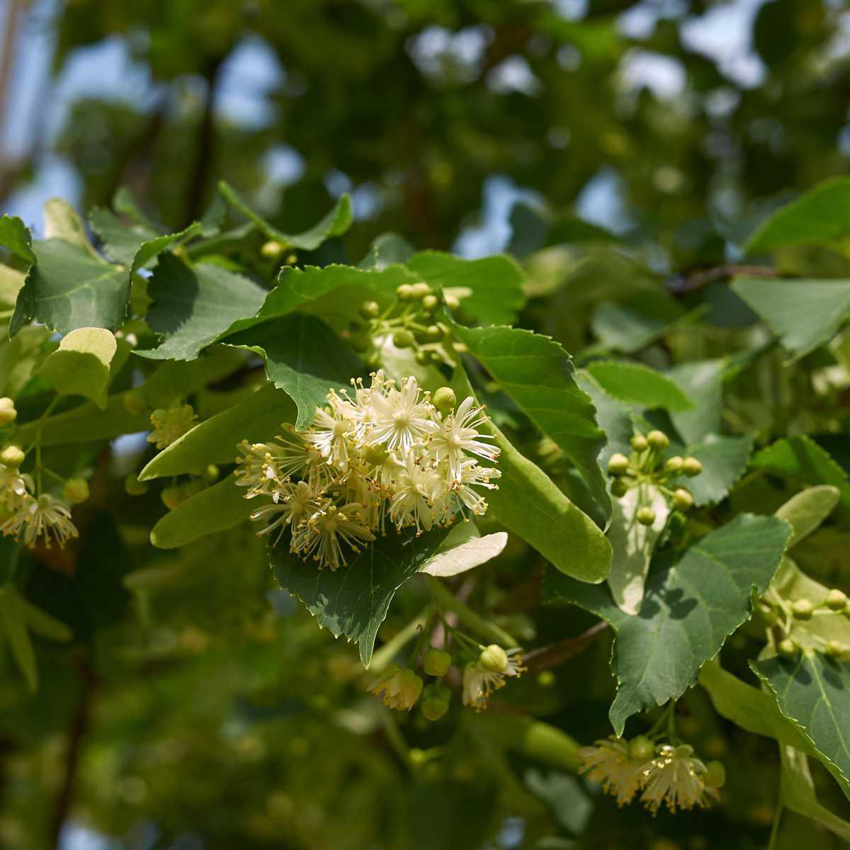 Tília-prateada (Tilia tomentosa)