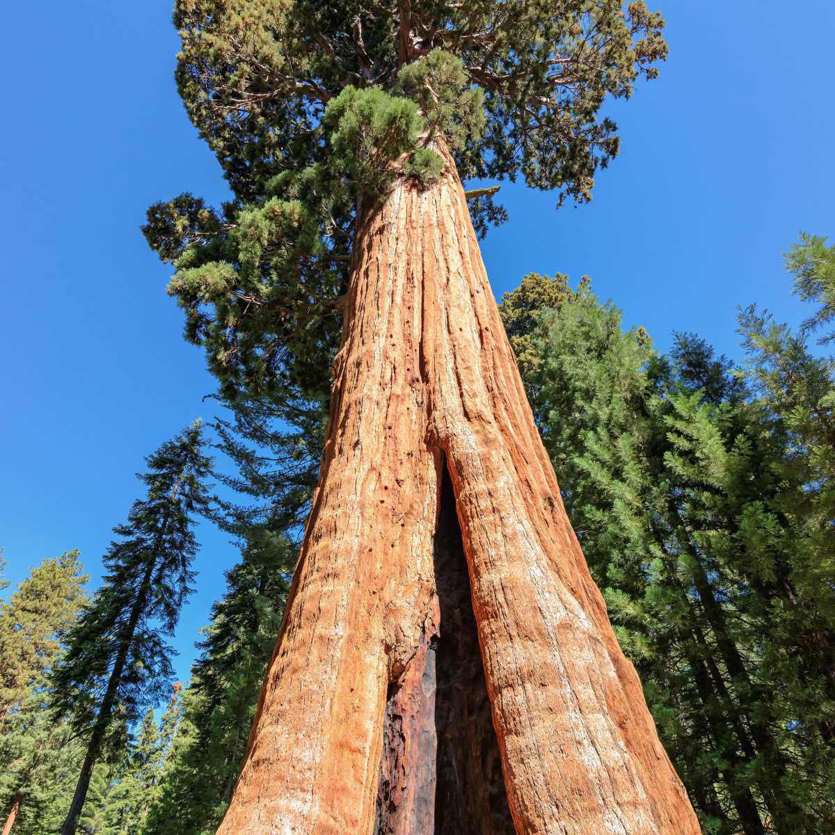 Sequóia-gigante (Sequoia gigantea)