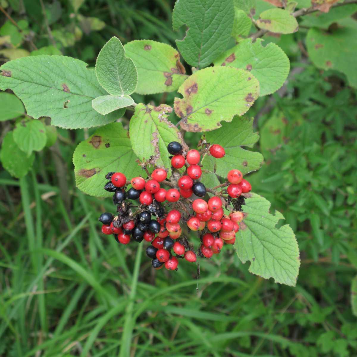 Viburnum (Viburnum lantana)