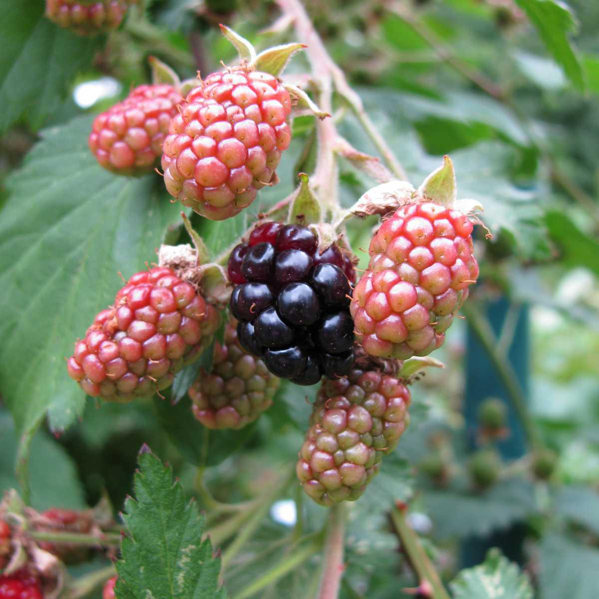 Amora-silvestre (Rubus fruticosus L.)