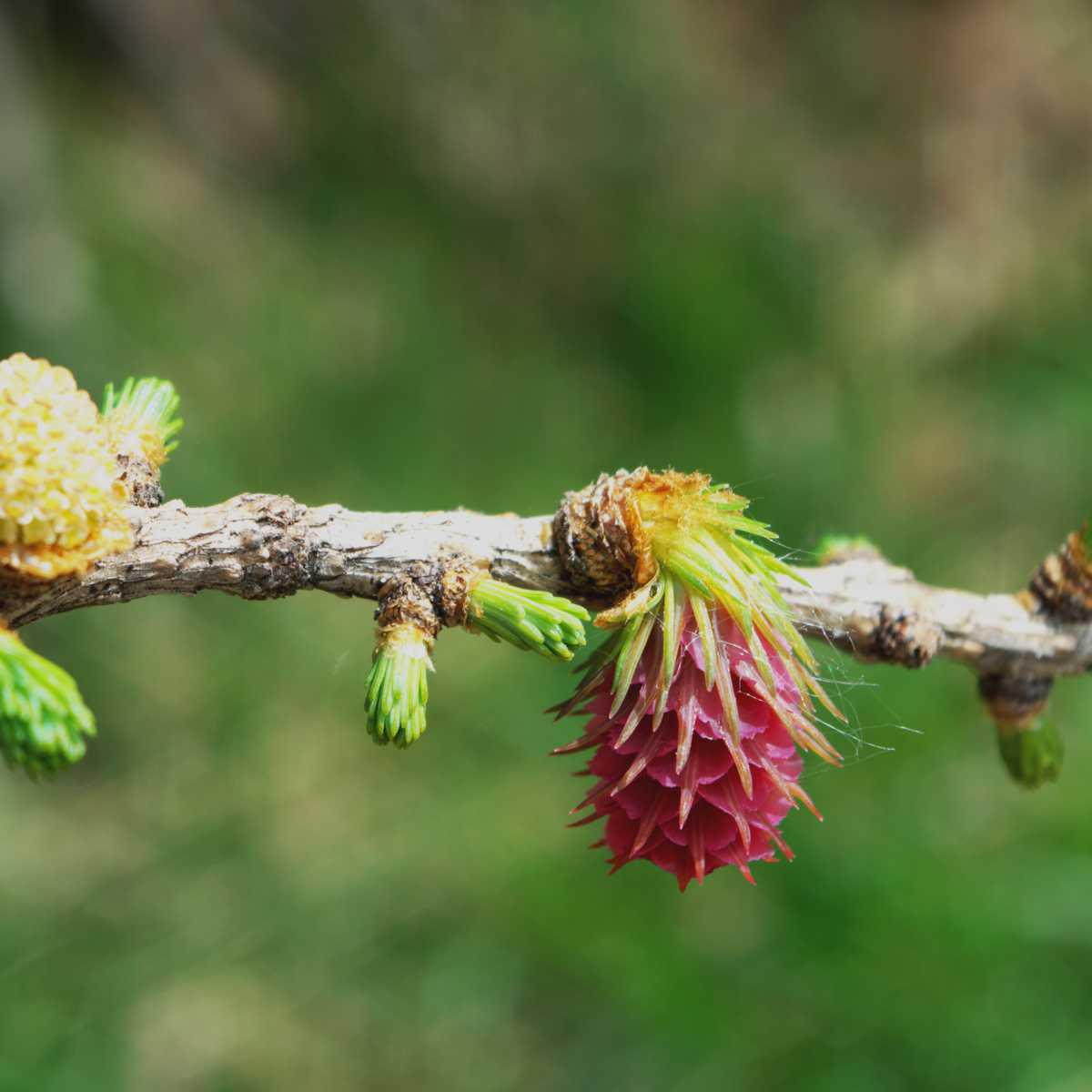 Lariço-europeu (Larix decidua L.)