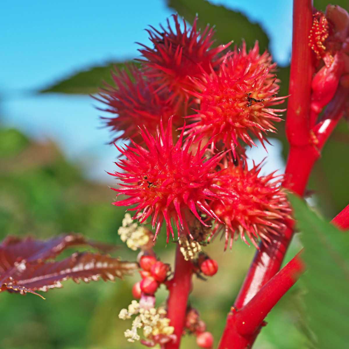 Mamona/Rícino (Ricinus communis)