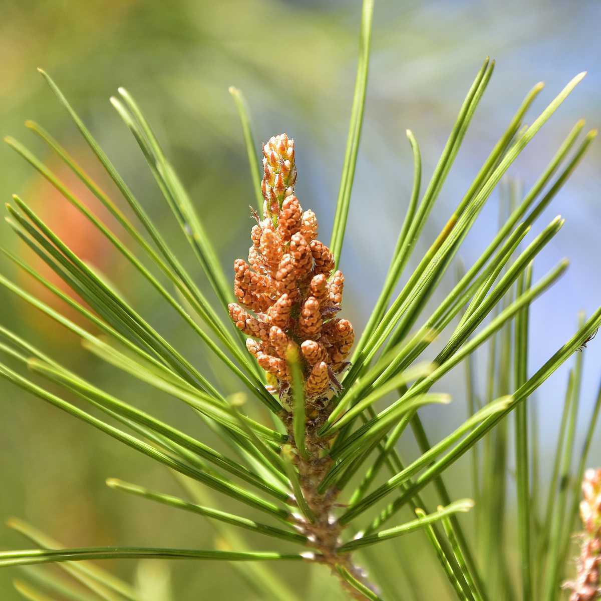 Terebintina (Pinus pinaster Aiton)