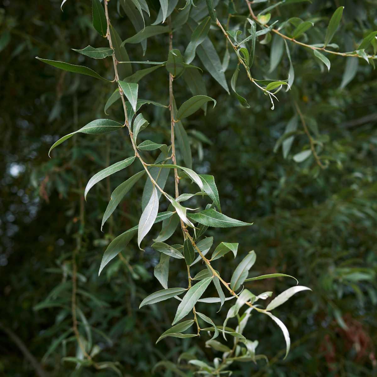 Salgueiro-branco (Salix alba L.)