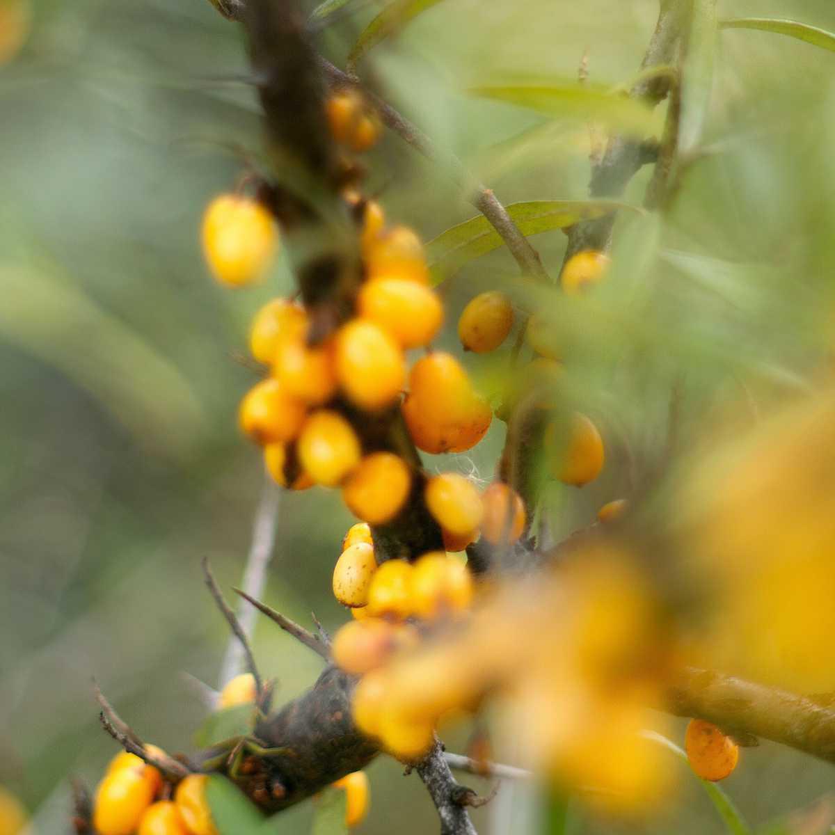 Espinheiro-marítimo (Hippophae rhamnoides)