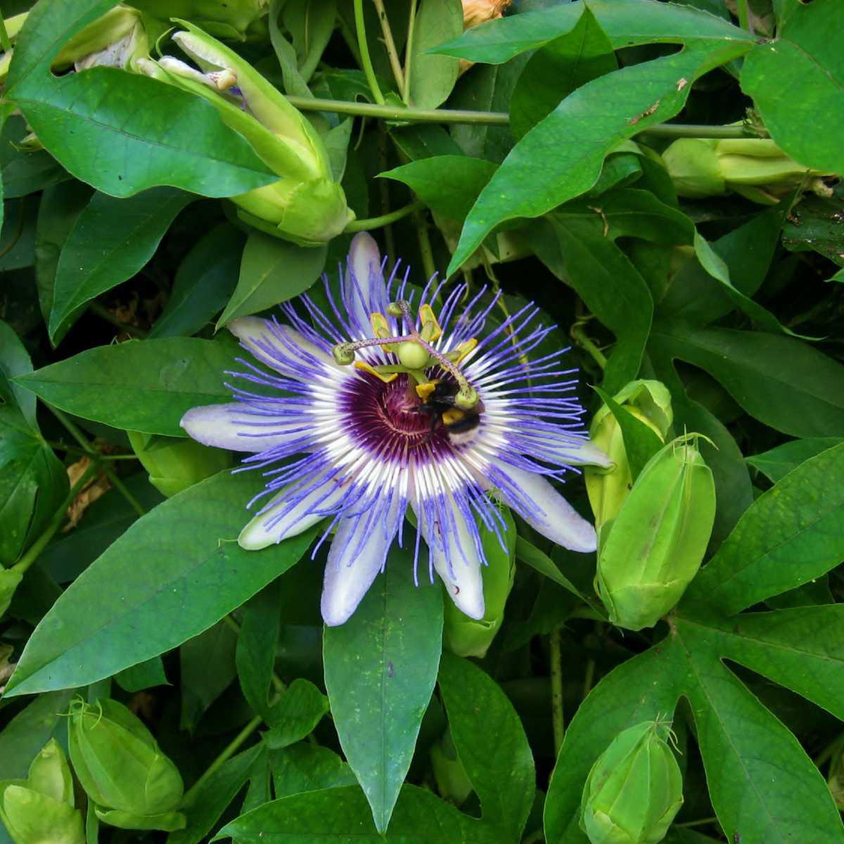 Passiflora (Passiflora incarnata L.)