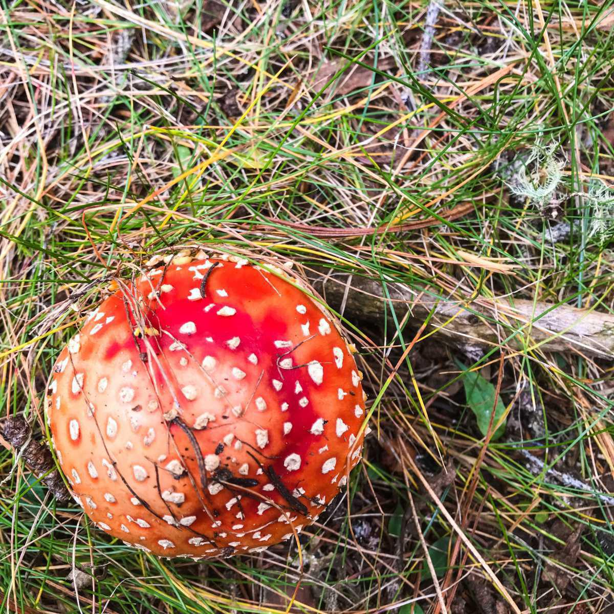 Agaricus muscarius