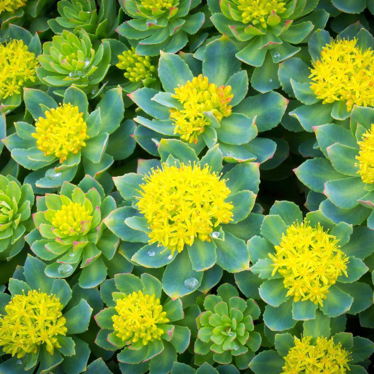 Rhodiola (Rhodiola rosea)