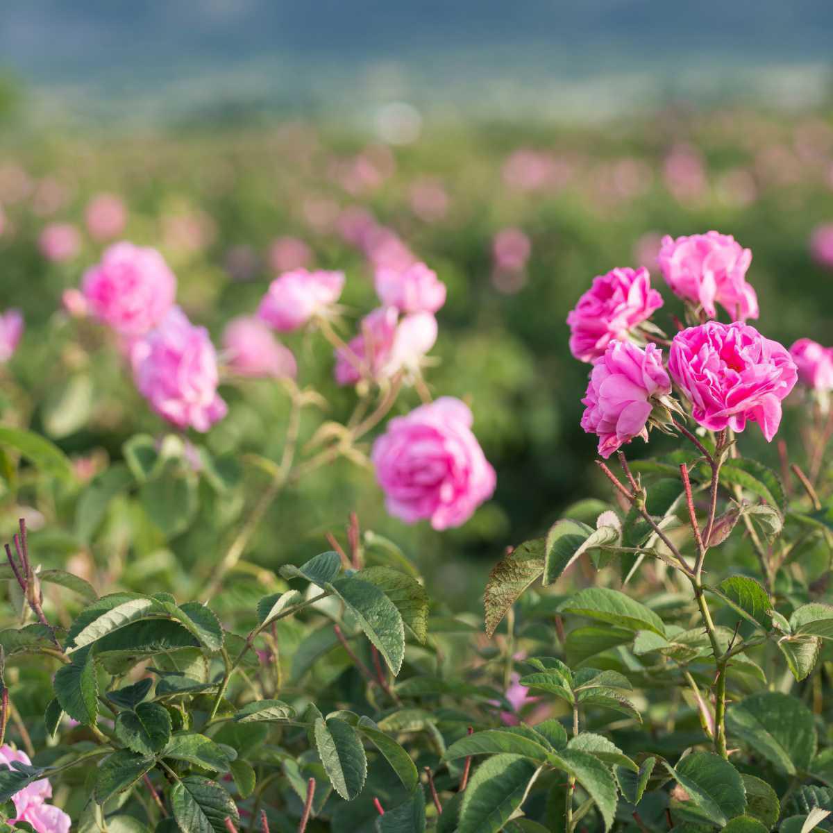 Rosa de Damasco (Rosa damascena)