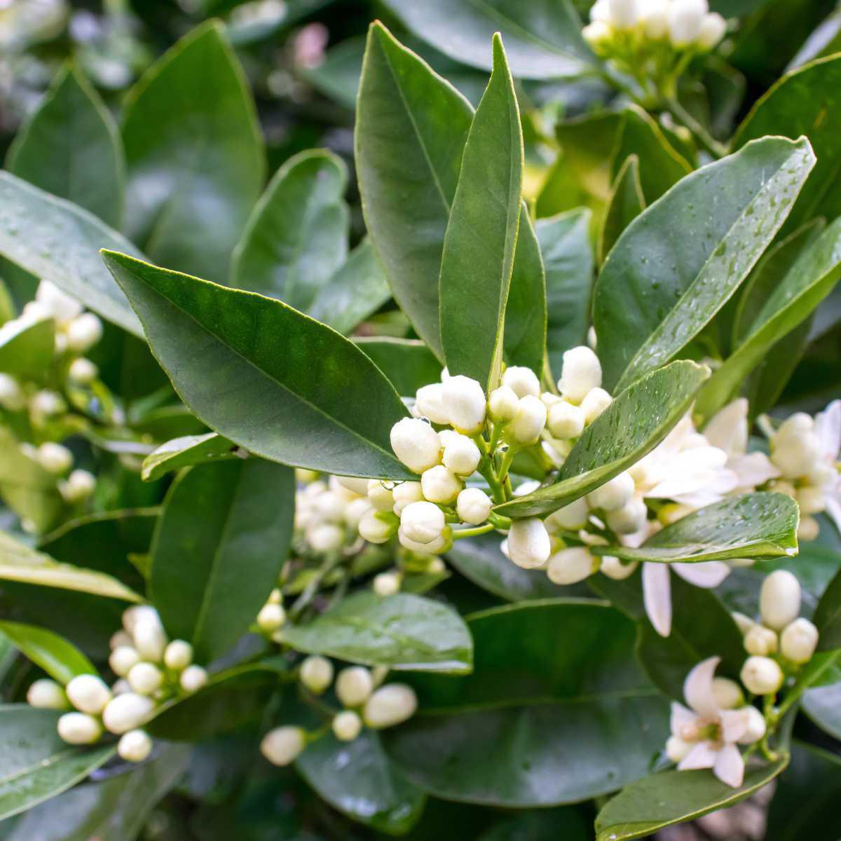 Neroli (Citrus aurantium)