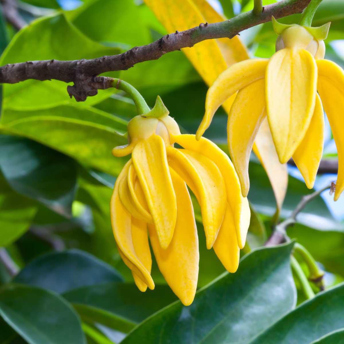 Ylang Ylang (Cananga odorata)