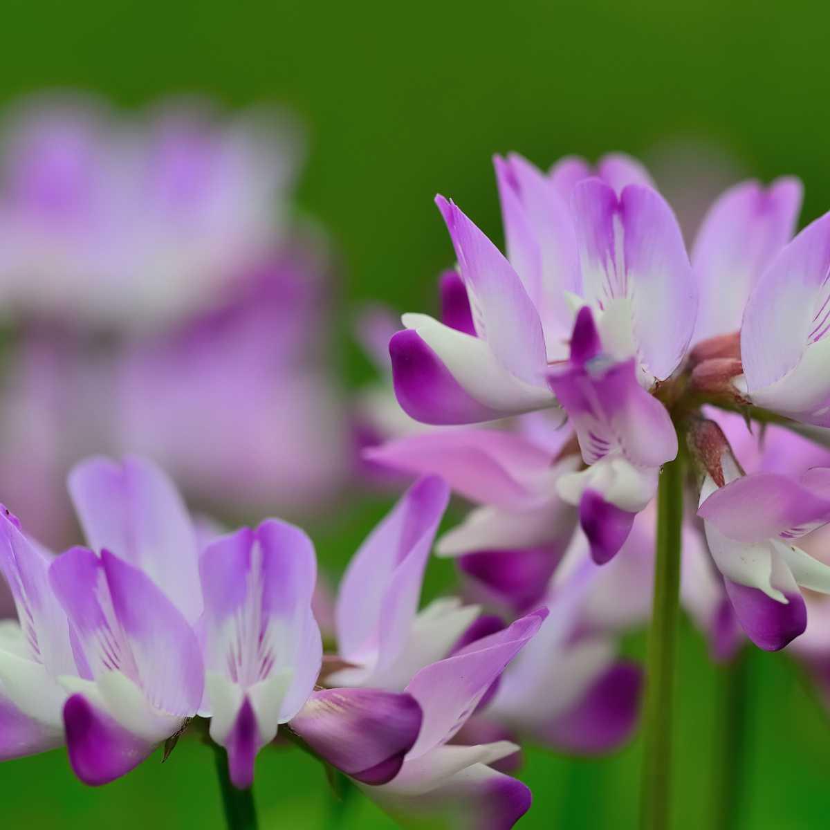 Astrágalo (Astragalus membranaceus)