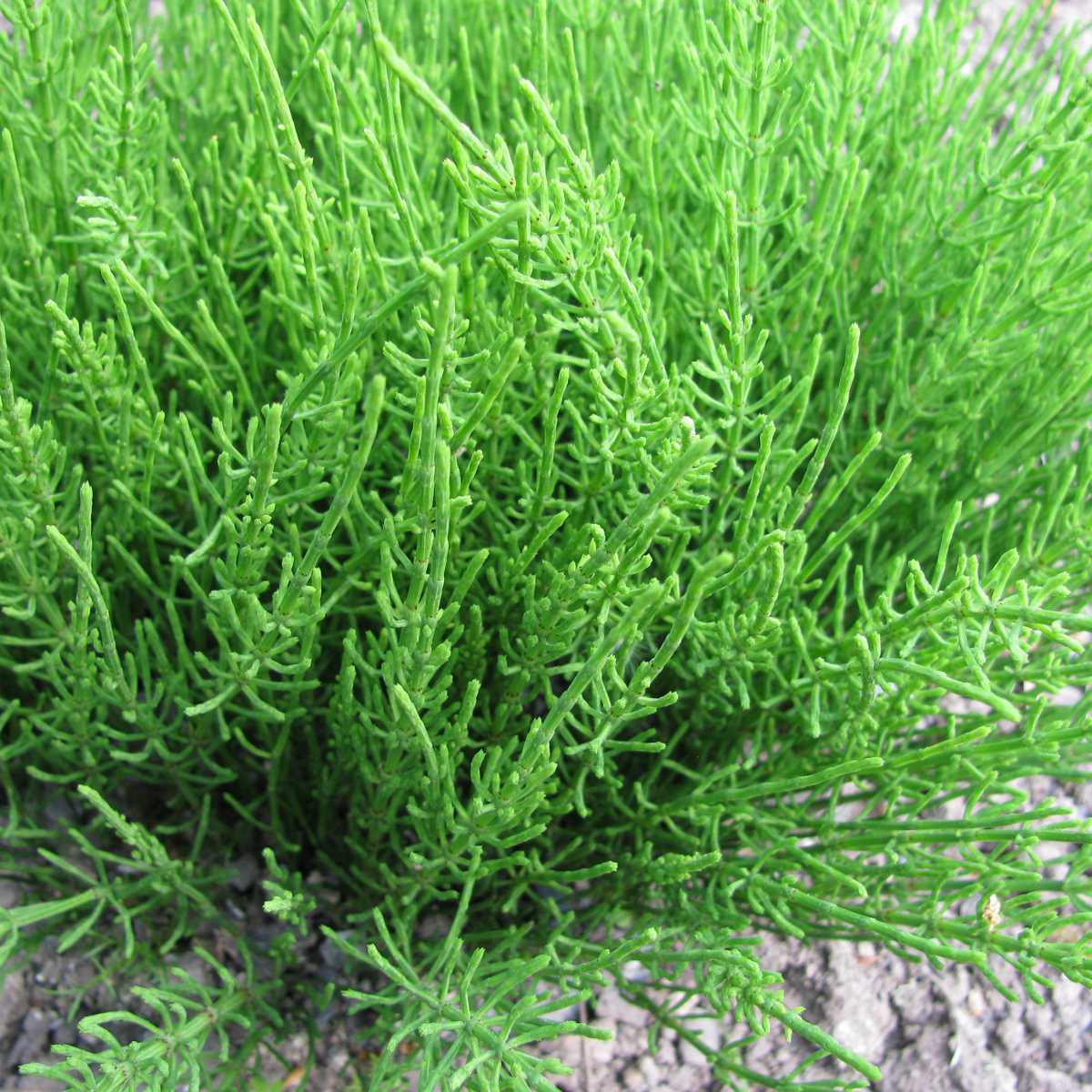 Cavalinha (Equisetum arvense L.)