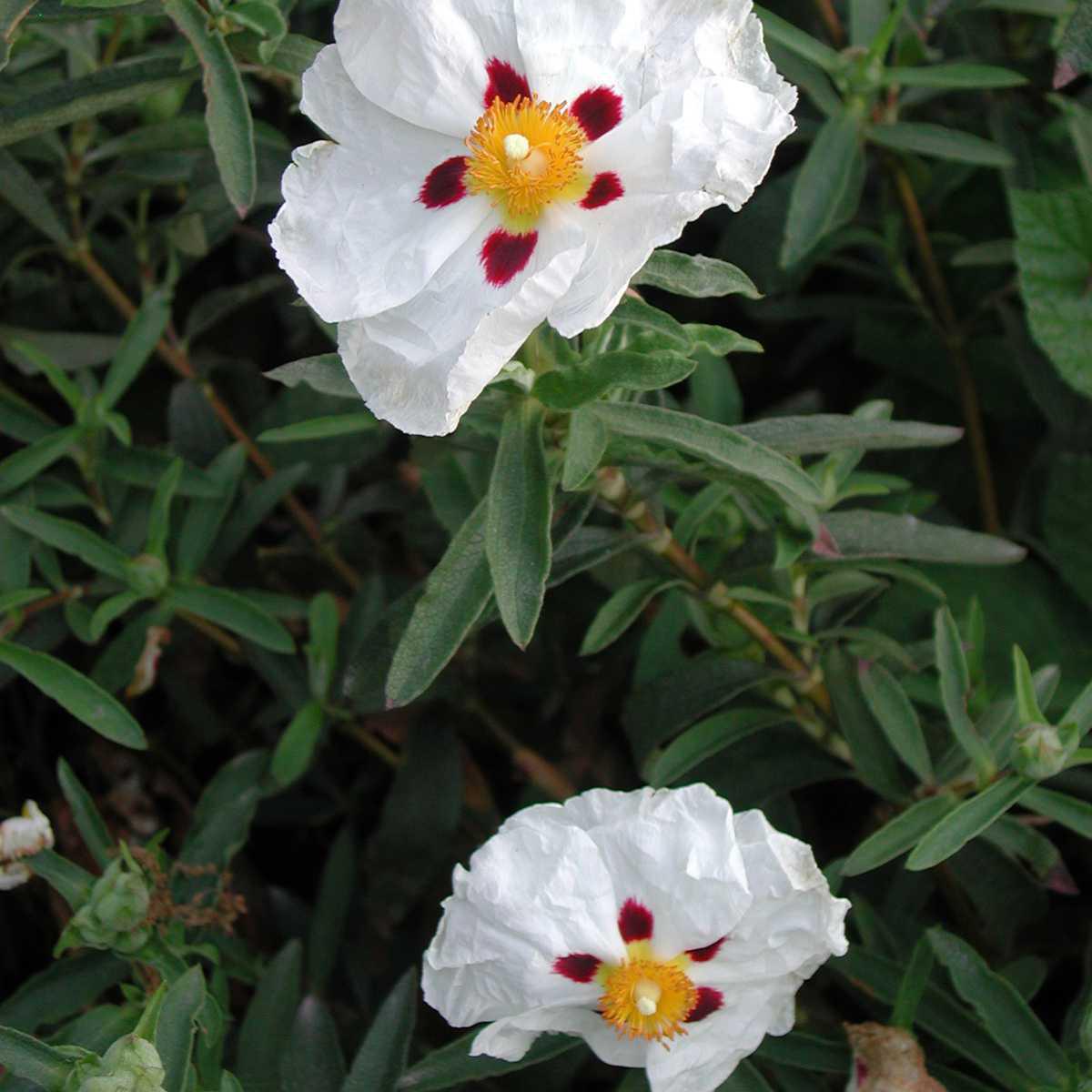 Esteva / Cistus (Cistus ladaniferus)