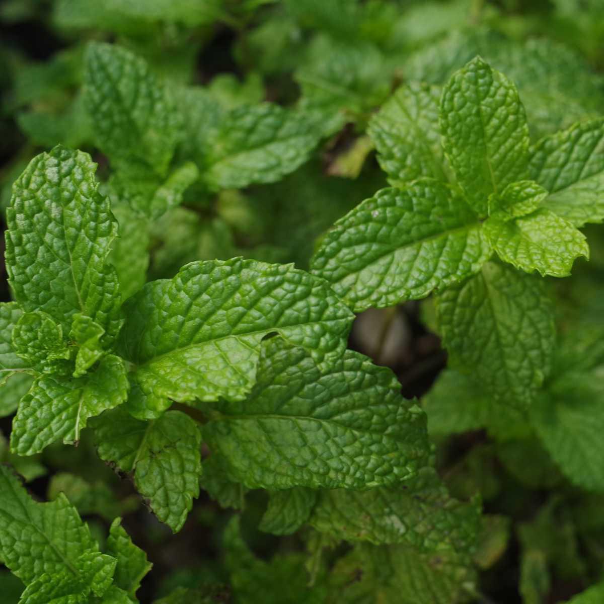 Hortelã-pimenta (Mentha piperita)