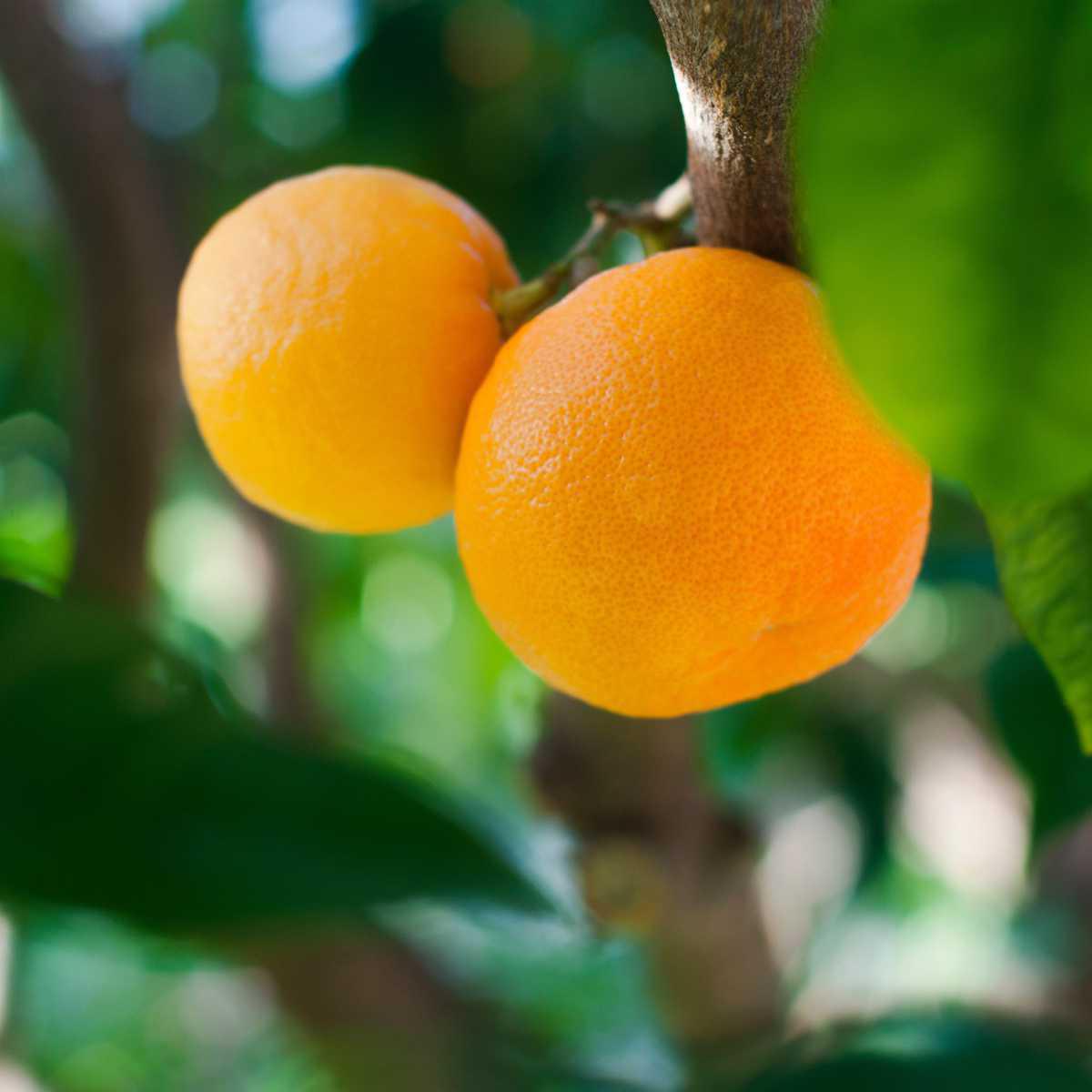 Laranja-azeda (Citrus aurantium)