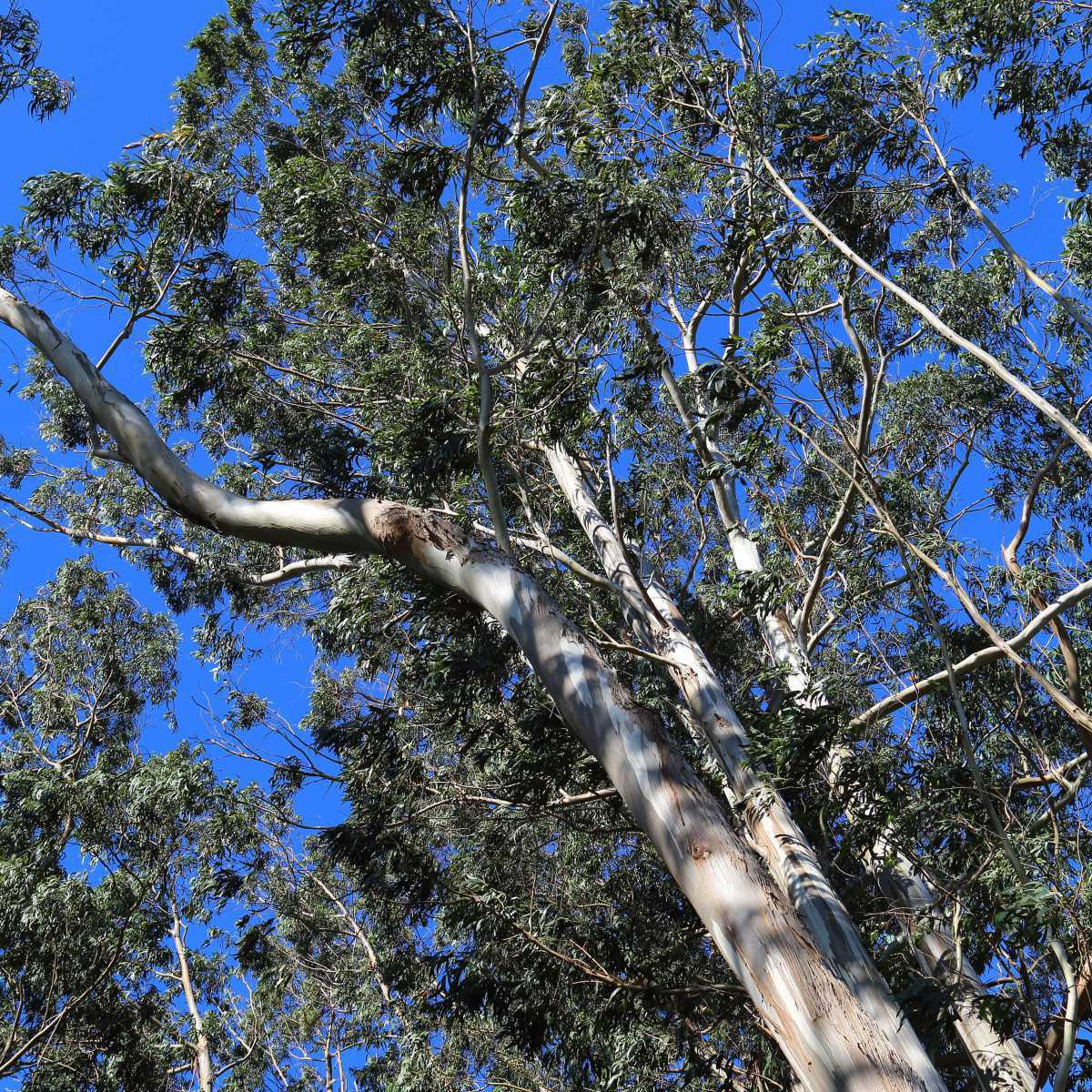 Eucalipto (Eucalyptus globulus Labill.)