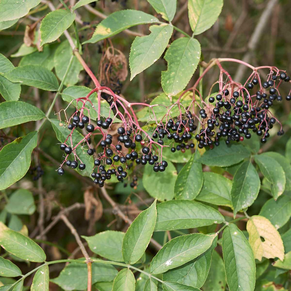 Sabugueiro (Sambucus nigra)