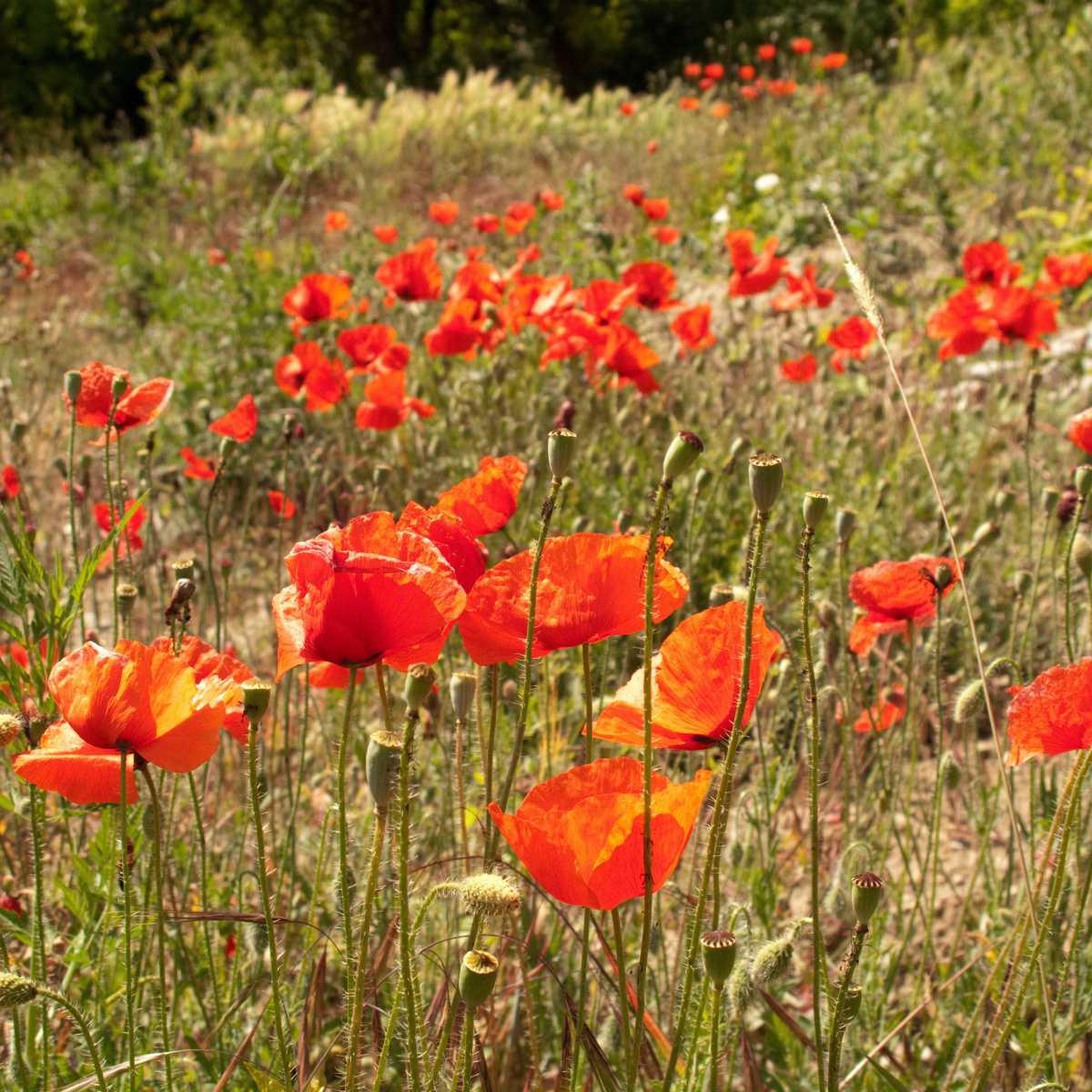 Papoila (Papaver rhoeas L.)