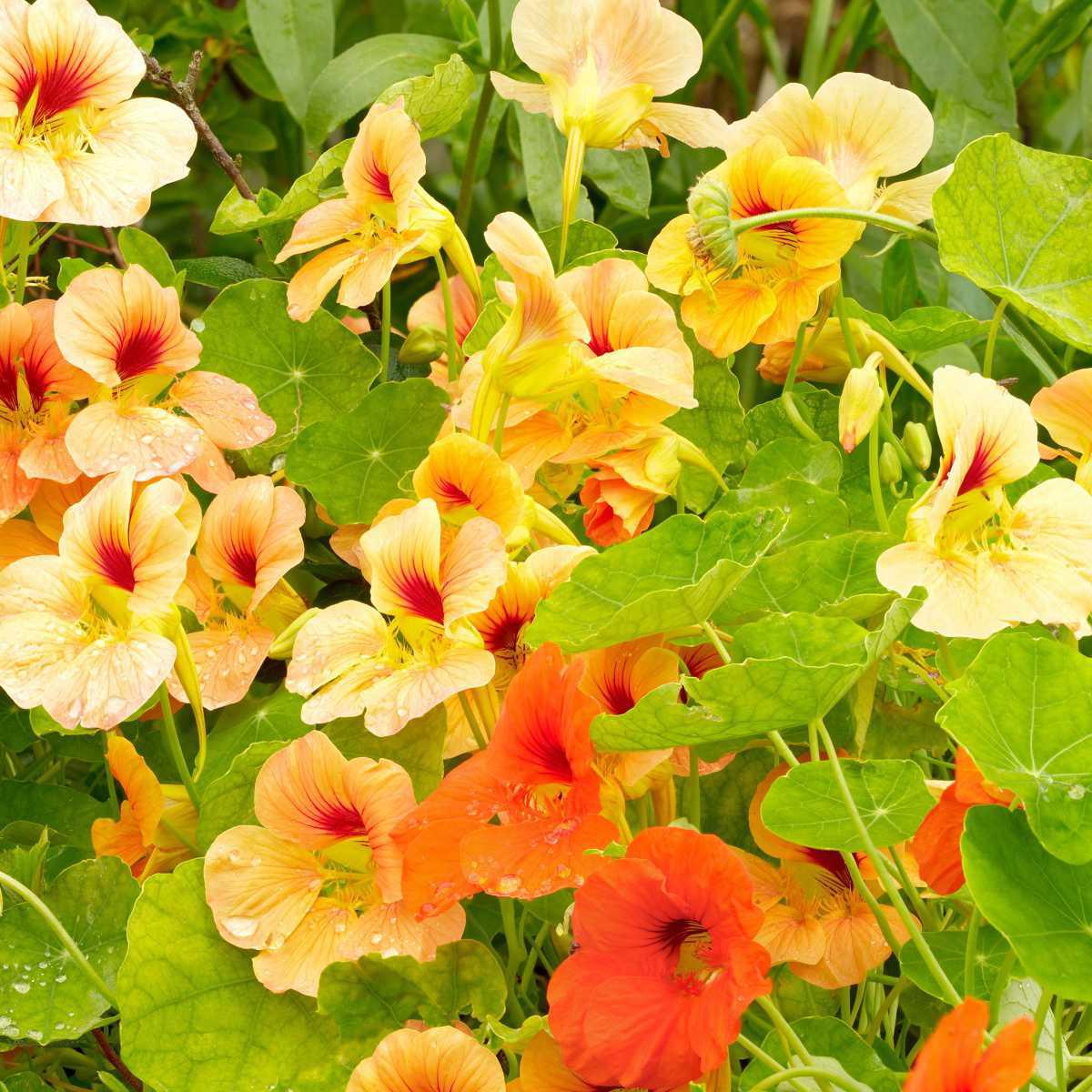 Capuchinha (Tropaeolum majus L.)