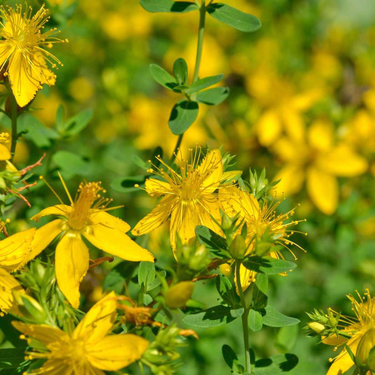 Erva-de-são-joão (Hypericum perforatum L.)