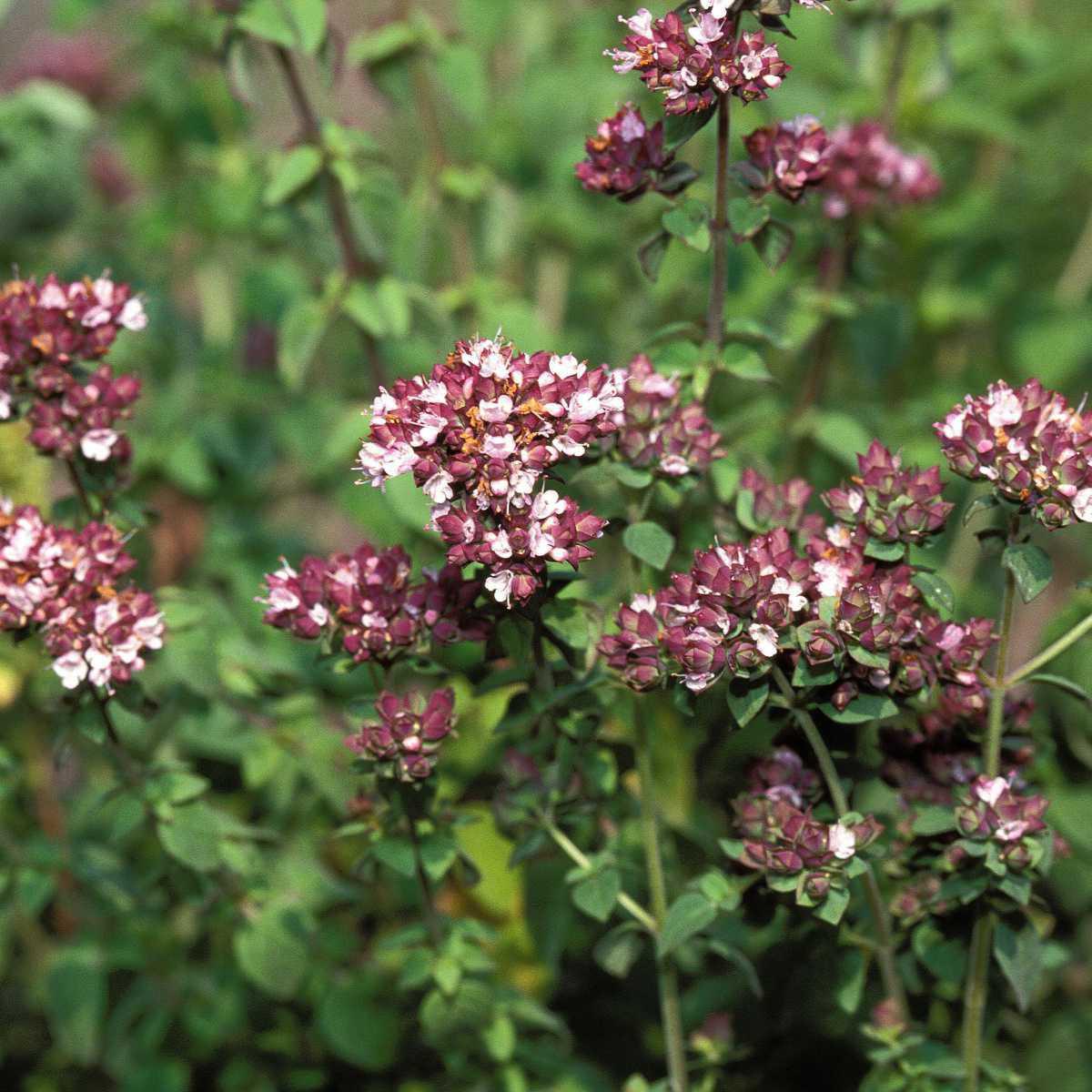 Manjerona (Origanum majorana)