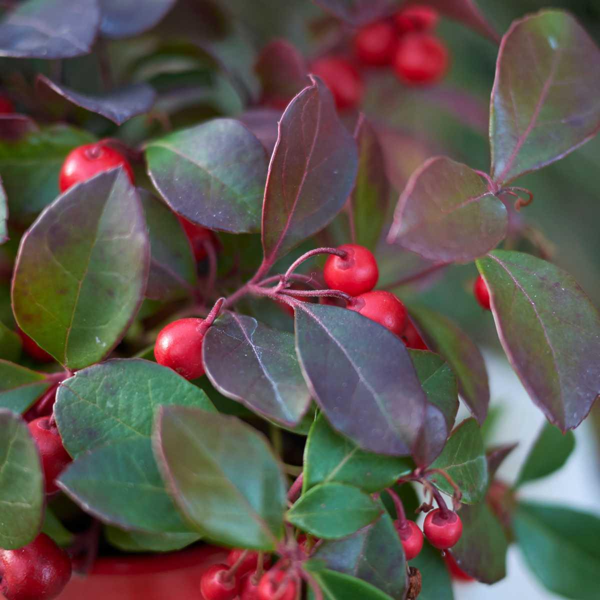 Gualtéria (Gaultheria procumbens)