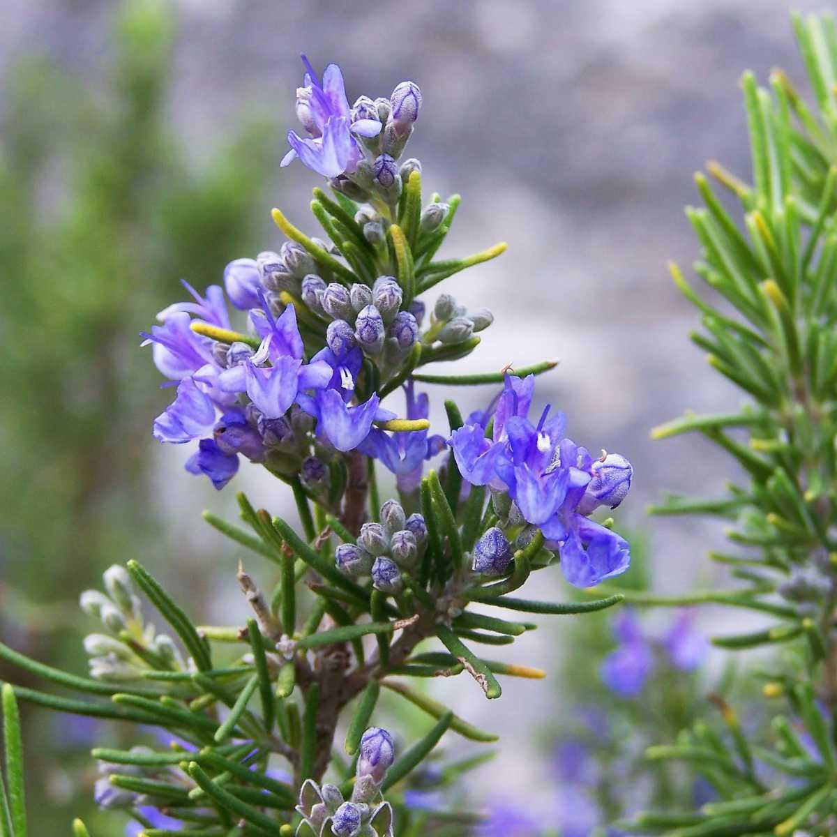 Alecrim cânfora (Rosmarinus officinalis L. camphoriferum)