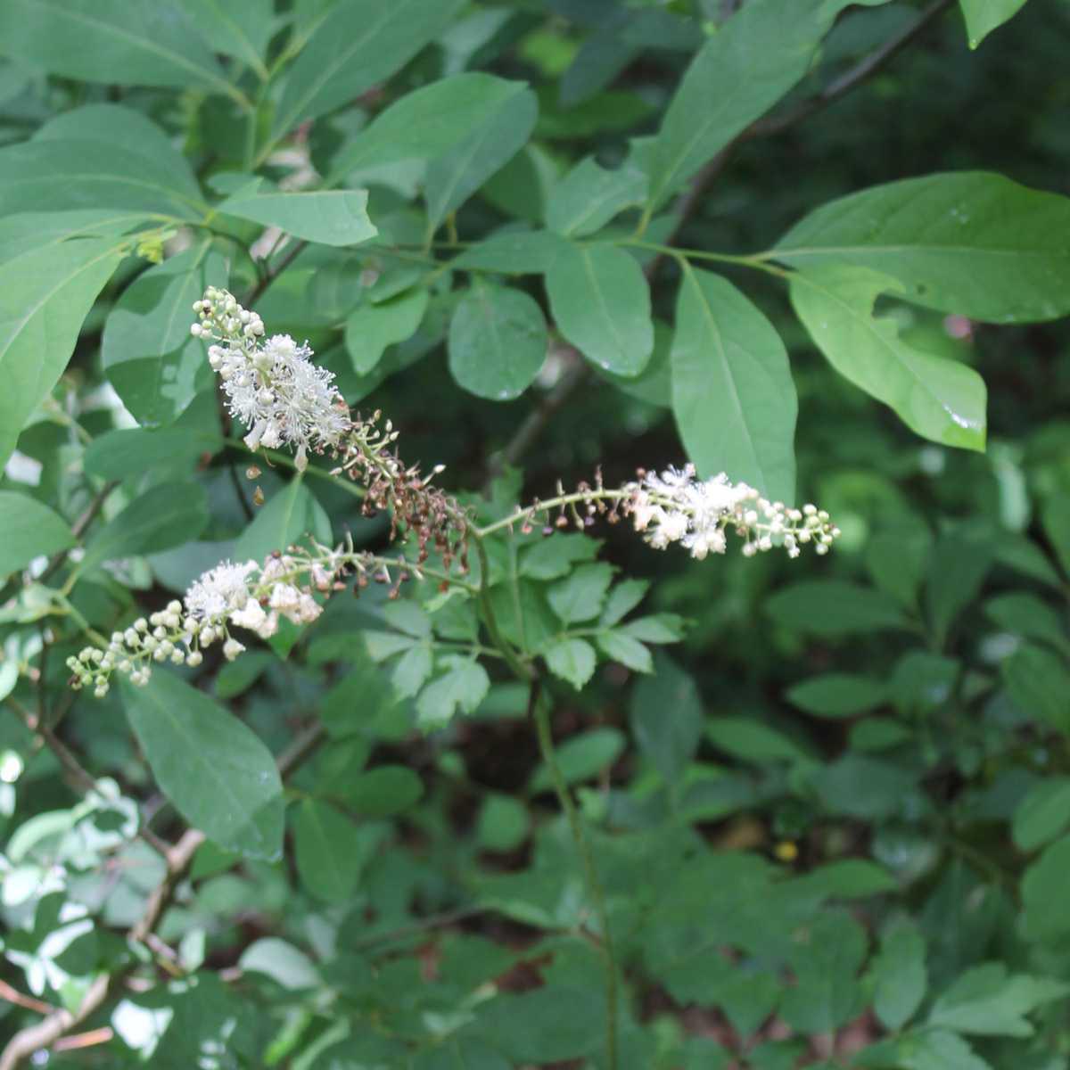 Actaea racemosa