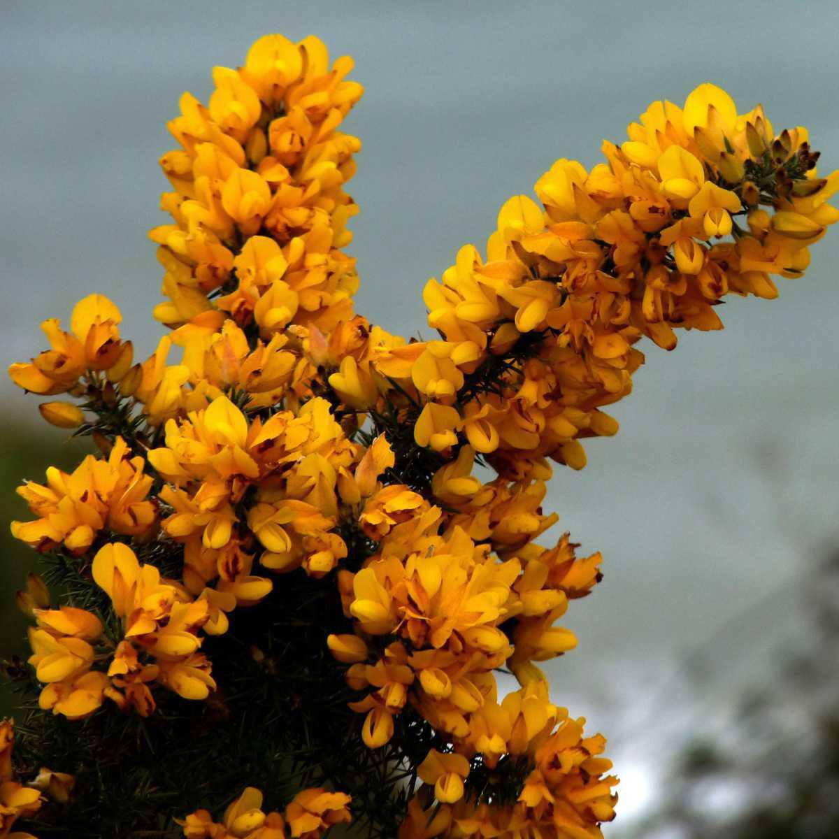 13 - Gorse