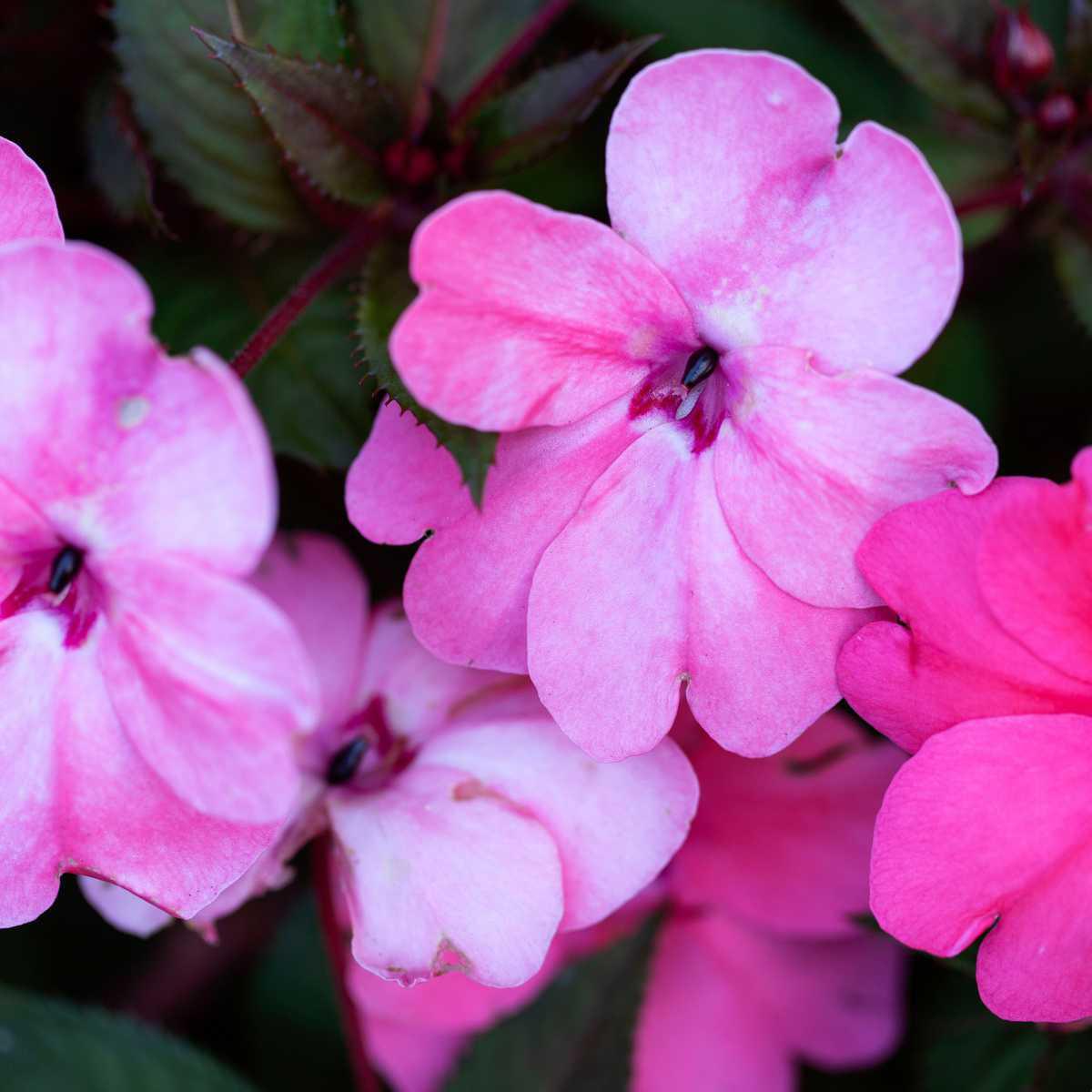 18 - Impatiens