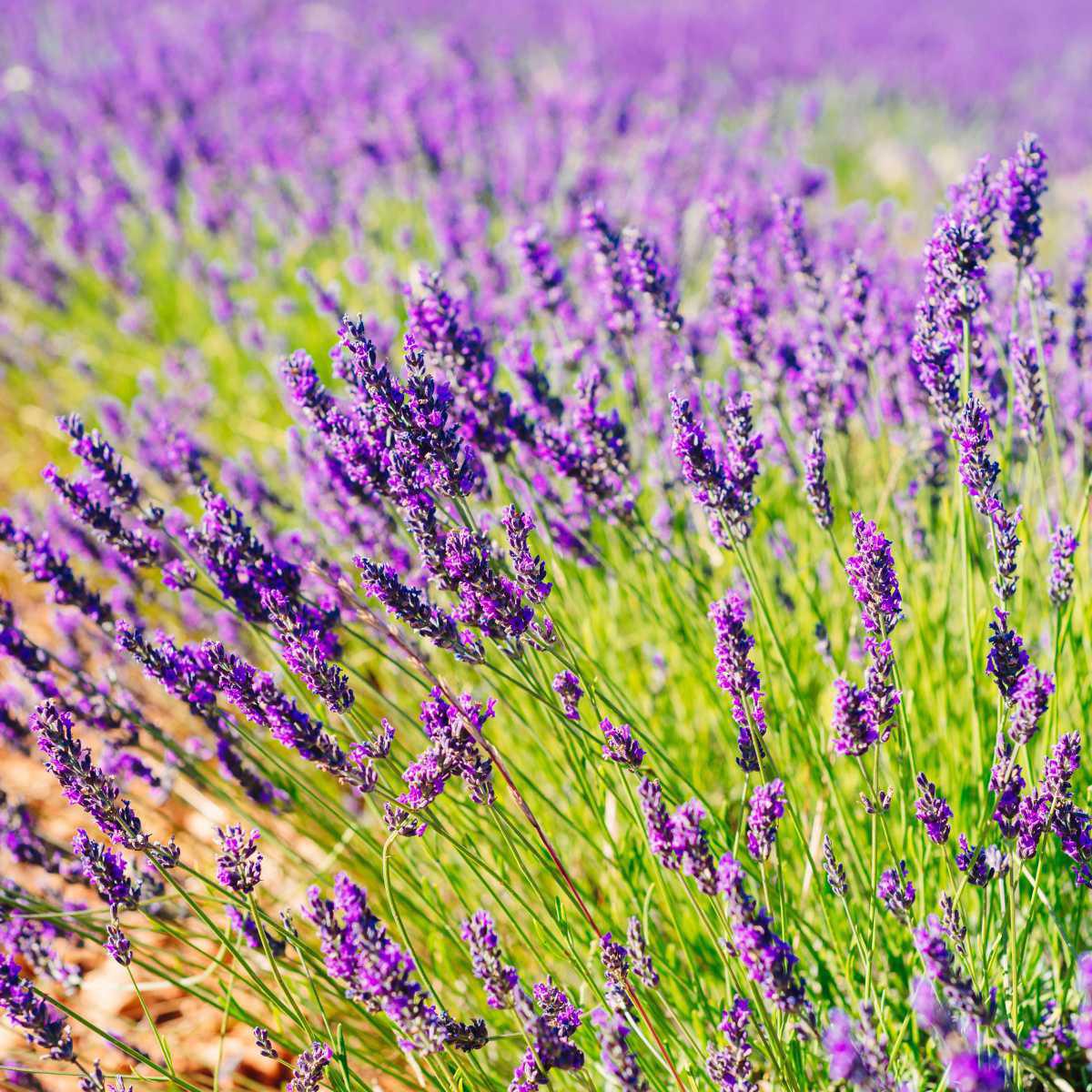 Lavanda verdadeira (Lavandula officinalis/Lavandula angustifolia)