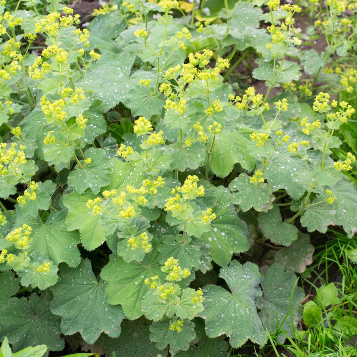 Alquemila / Pé de Leão (Alchemillae vulgaris)