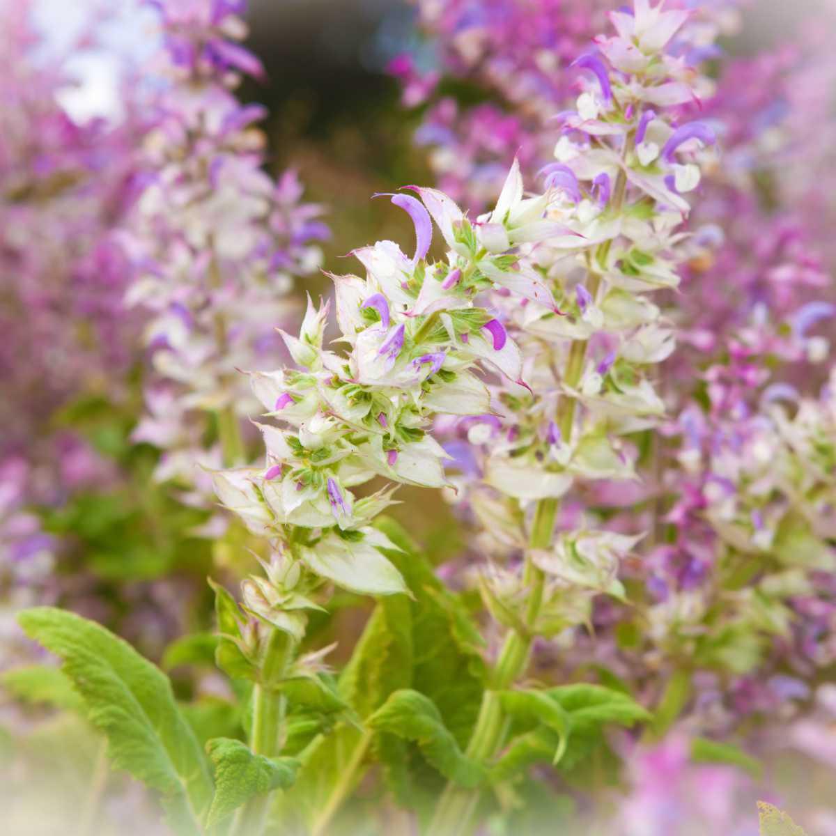 Sálvia esclareia (Salvia sclarea L.)