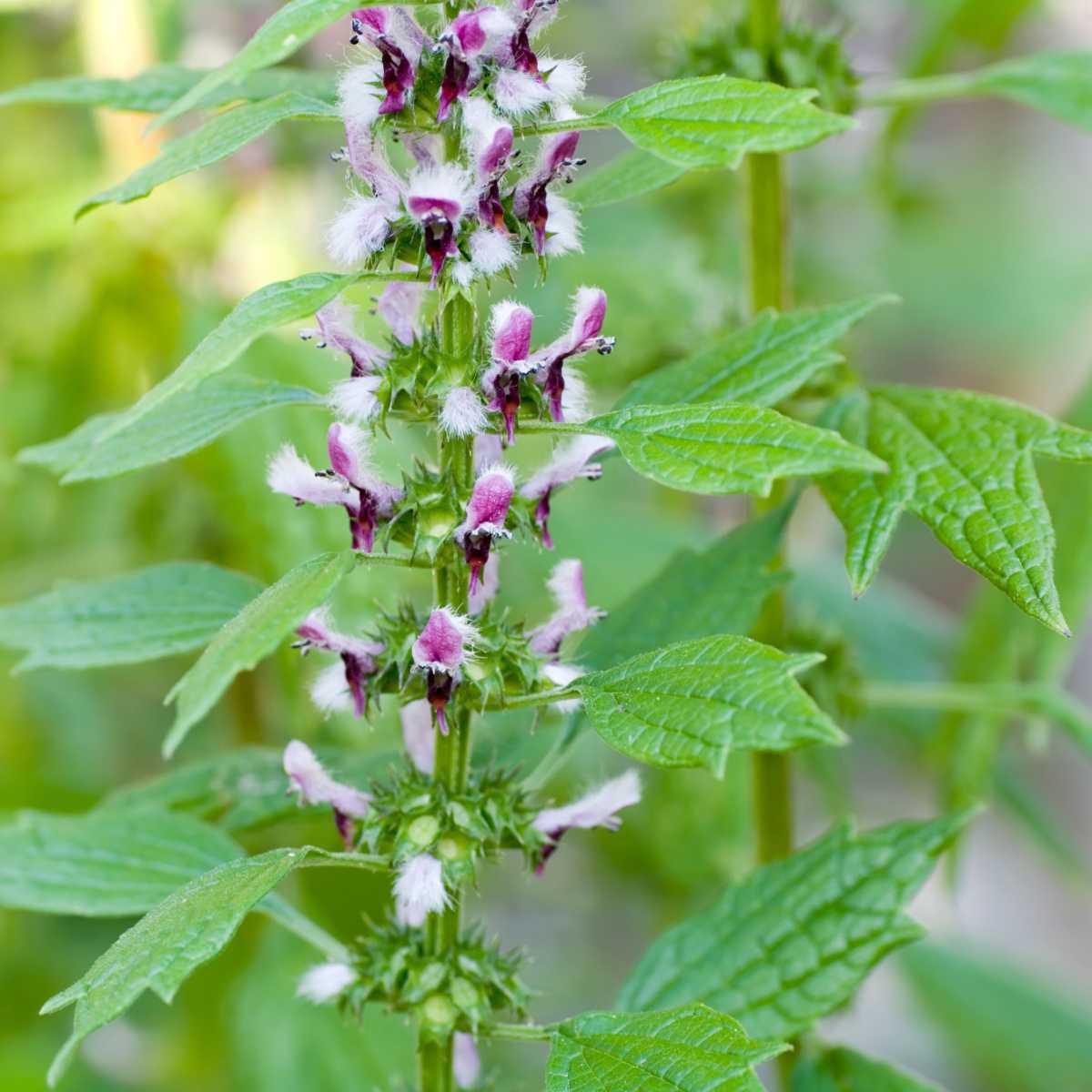 Agripalma (Leonurus cardiaca)