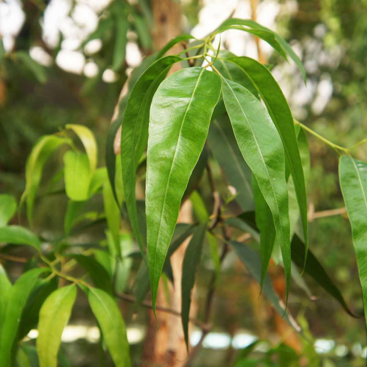 Eucalipto radiata (Eucalyptus radiata Sieber)