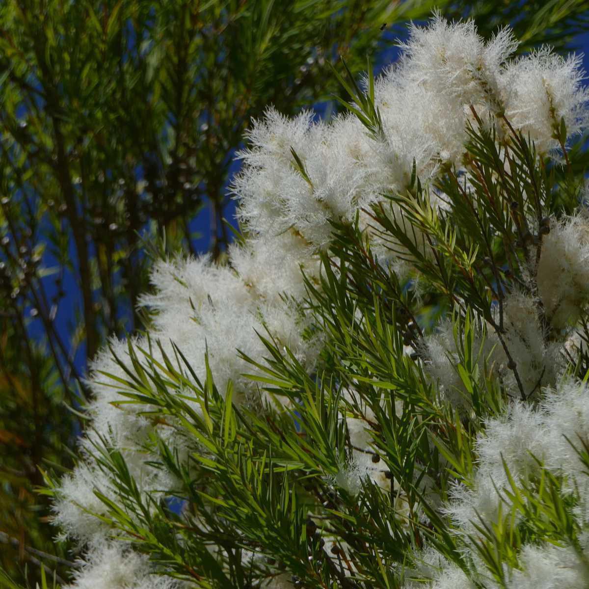 Niaouli (Melaleuca viridiflora)