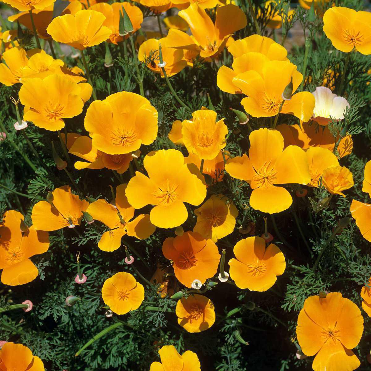 Eschscholzia (Eschscholzia californica)