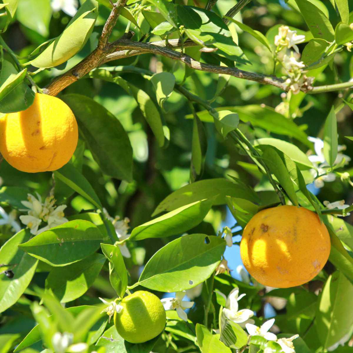 Laranja doce (Citrus sinensis)