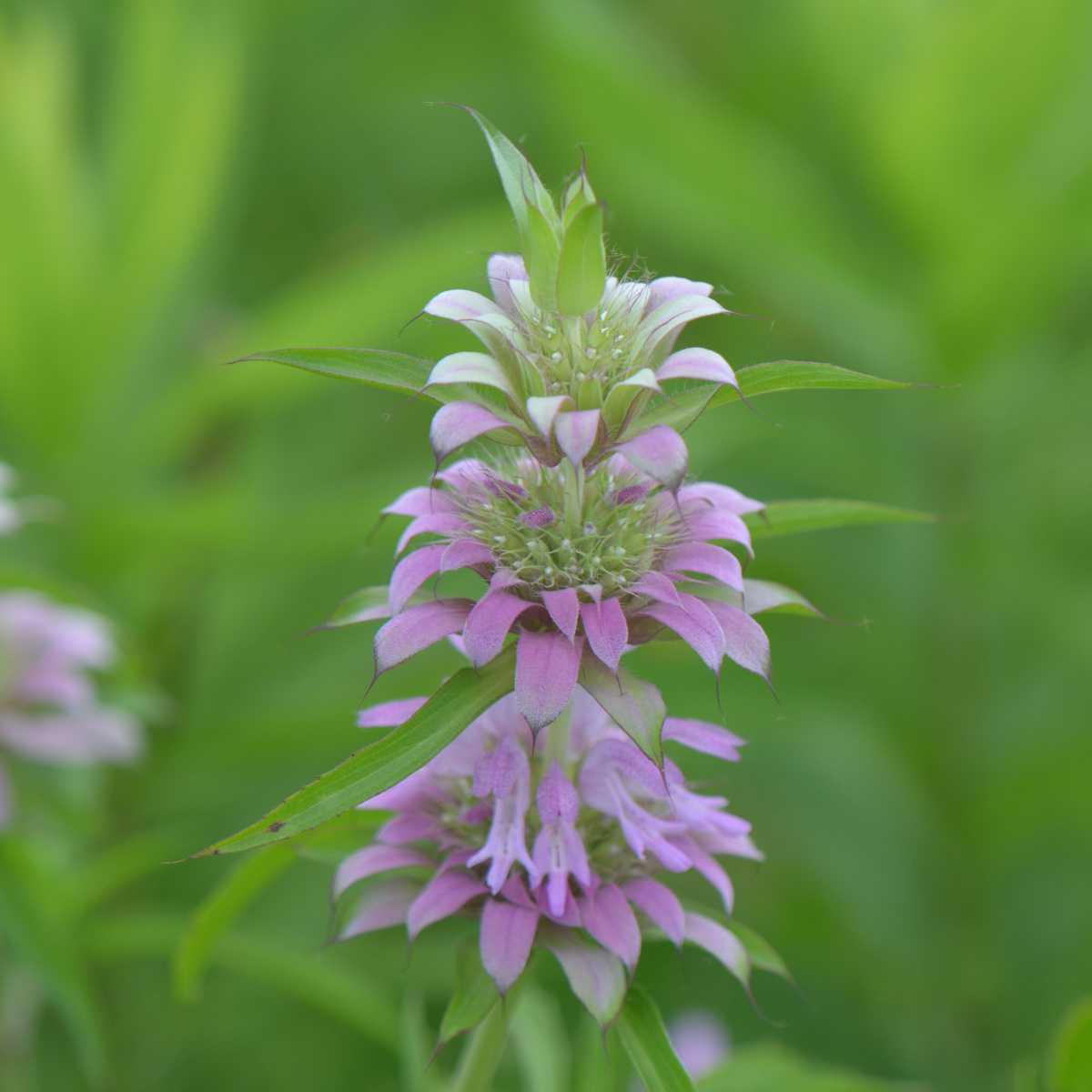 Verbena / Limonete (Lippia citriodora)