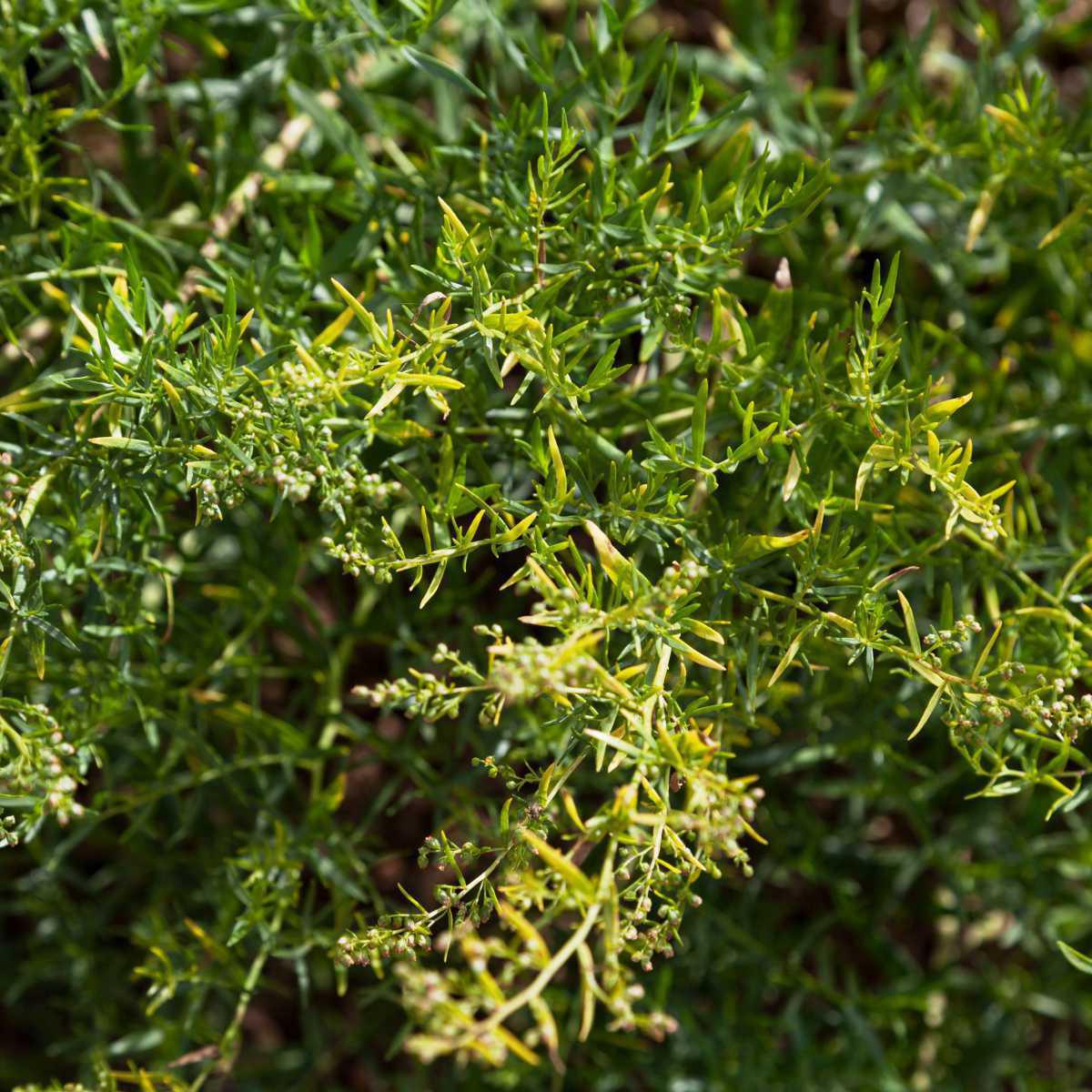 Estragão (Artemisia dracunculus)