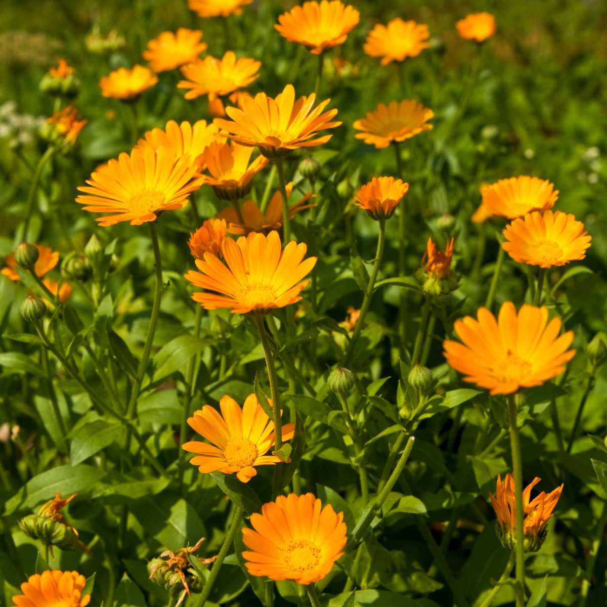 Calêndula (Calendula officinalis L.)