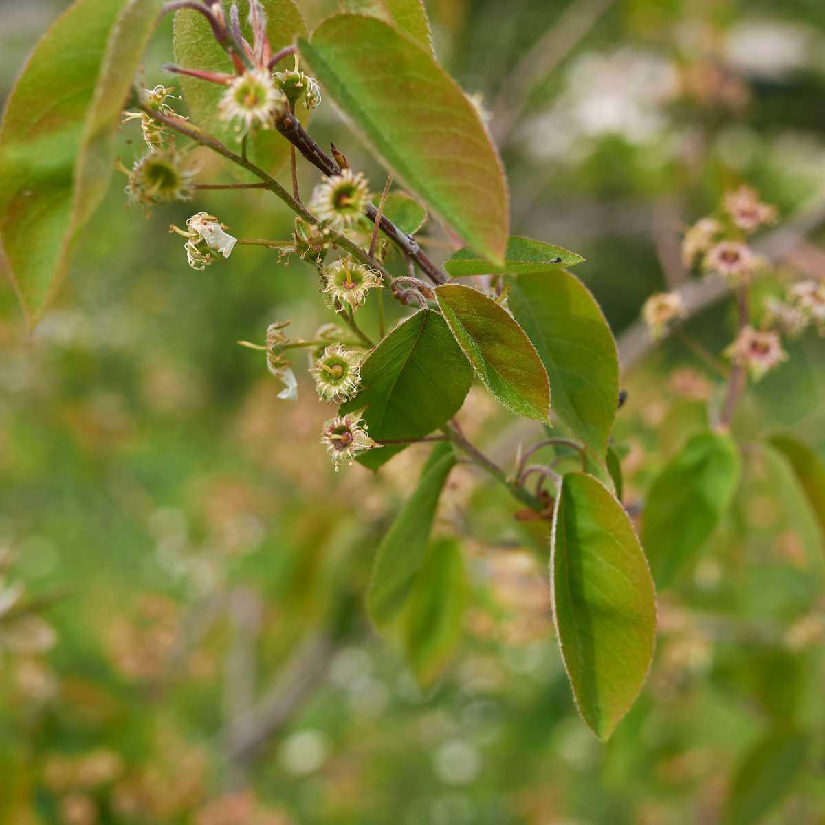 Hidraste (Hydrastis canadensis L.)